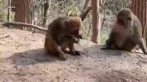 Funny monkey #funny #funnyanimal #beautifullgoats #desiighnerpanda #animalhumor