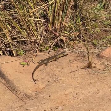 Discover Zimbabwe: Africa’s Untouched Wonder
