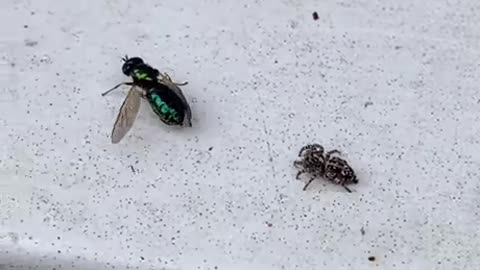 Jumping Spider Hunt