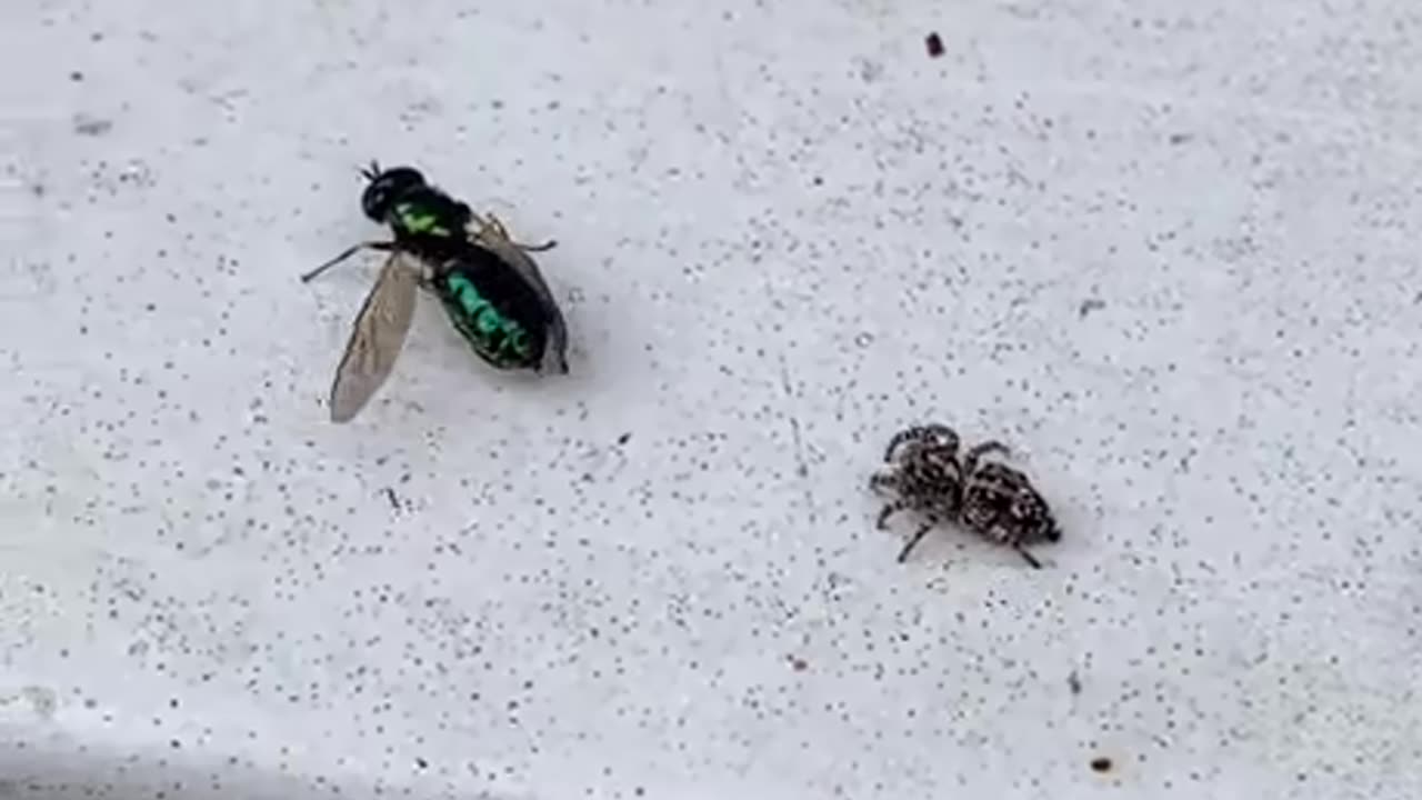 Jumping Spider Hunt