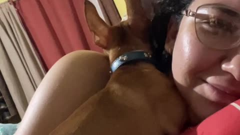 Chihuahua's Love to Sleep on Their Owners' Neck