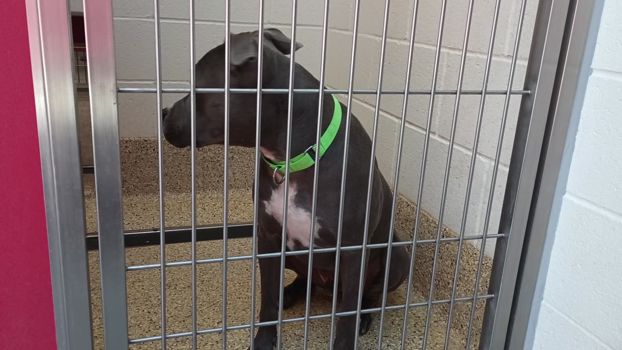 Felix-black 3y A838420 CJ 9mos A868322 kennel 49 pod 2 PACC shelter sayin howdy my buddy_20250611_140553978