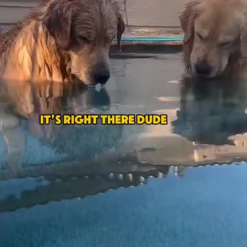 ♡🐾 Two 'Good Boys' in a Pool Contemplating a Ball Rescue 🐕
