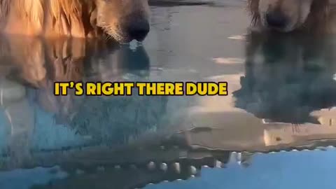 ♡🐾 Two 'Good Boys' in a Pool Contemplating a Ball Rescue 🐕