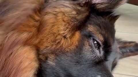 Littels Dog's Comedy 🤣 so cute videos 😍 funny videos 🤣 so cute picture 😍