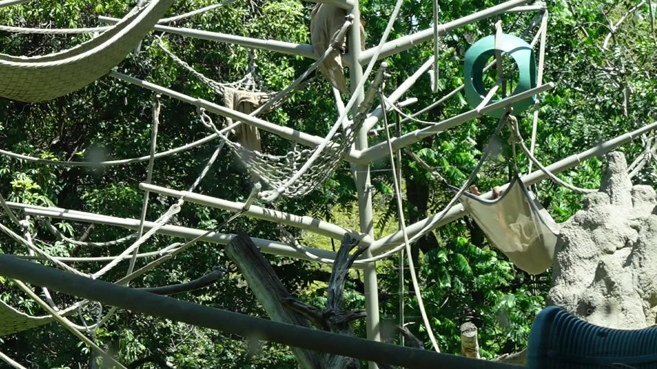 Orangutans at The San Diego Zoo