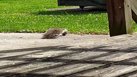 Backyard Munchkins