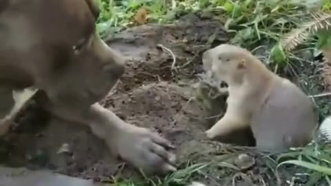 Gentle Giant ❤️ | Dog Meets Tiny New Friend in the Dirt