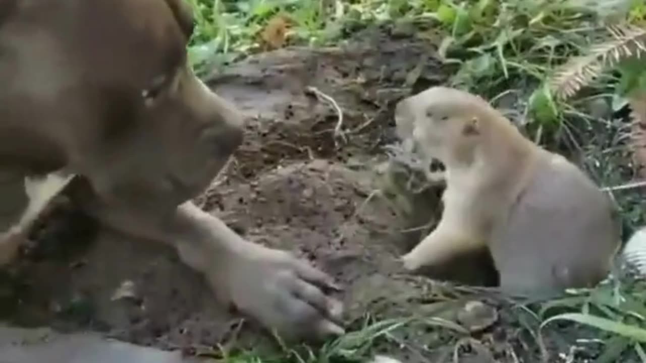 Gentle Giant ❤️ | Dog Meets Tiny New Friend in the Dirt