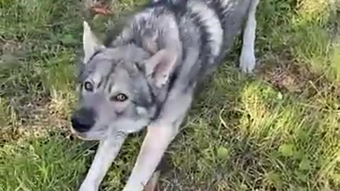 TOP 10 Dog Breeds That Look Like Wolves #shorts #shortsfeed #dogshorts