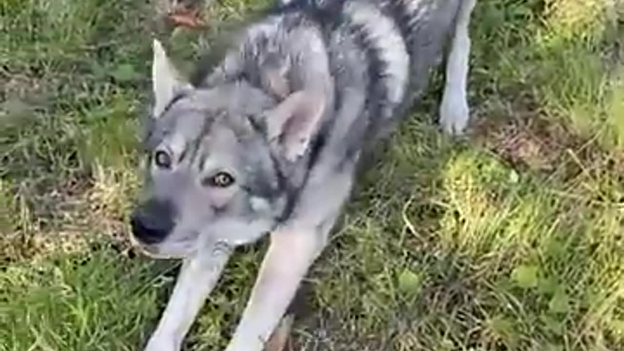 TOP 10 Dog Breeds That Look Like Wolves #shorts #shortsfeed #dogshorts