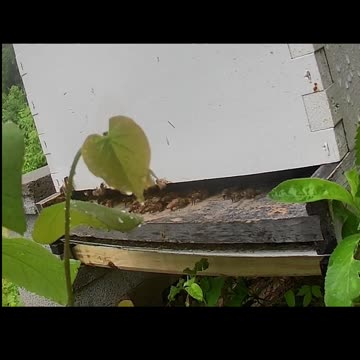 Monday Afternoon - Bees in the Rain