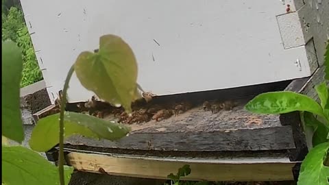 Monday Afternoon - Bees in the Rain