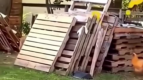His name is LeCawk, and he loves to play with them LeChickens