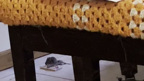 Is this the smartest mouse in the world?