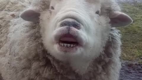 Silly Sheep