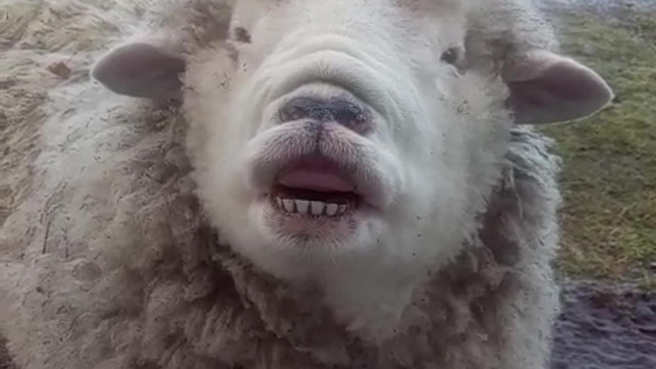 Silly Sheep