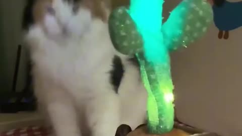 Funny Prank on cats !!