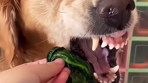The moment your dog realizes is not chicken is 🥦😂