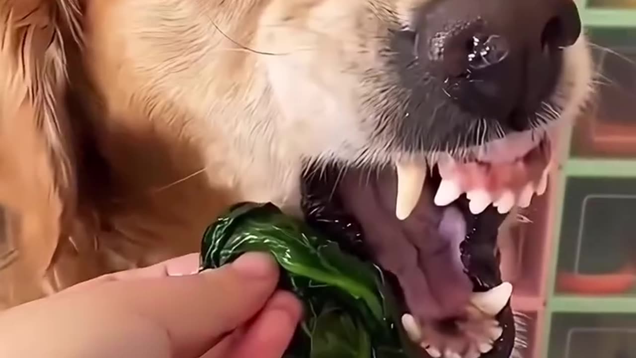 The moment your dog realizes is not chicken is 🥦😂