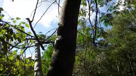 The TRUMP tree