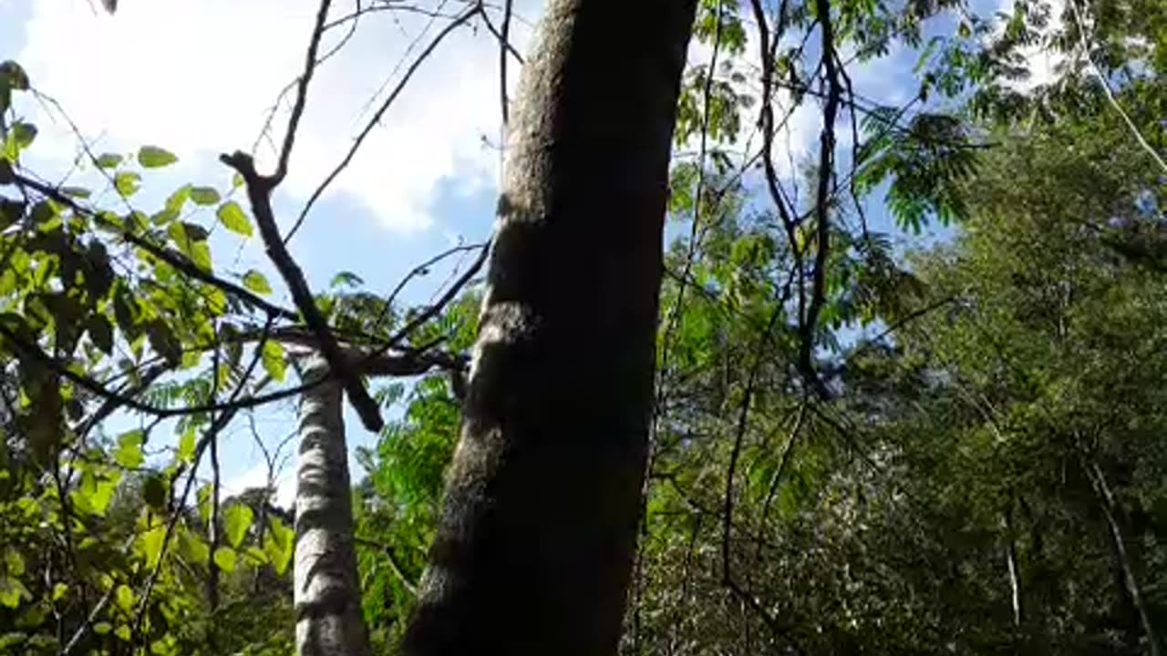 The TRUMP tree