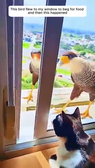 Compassion, a deeply rooted White people value. #19