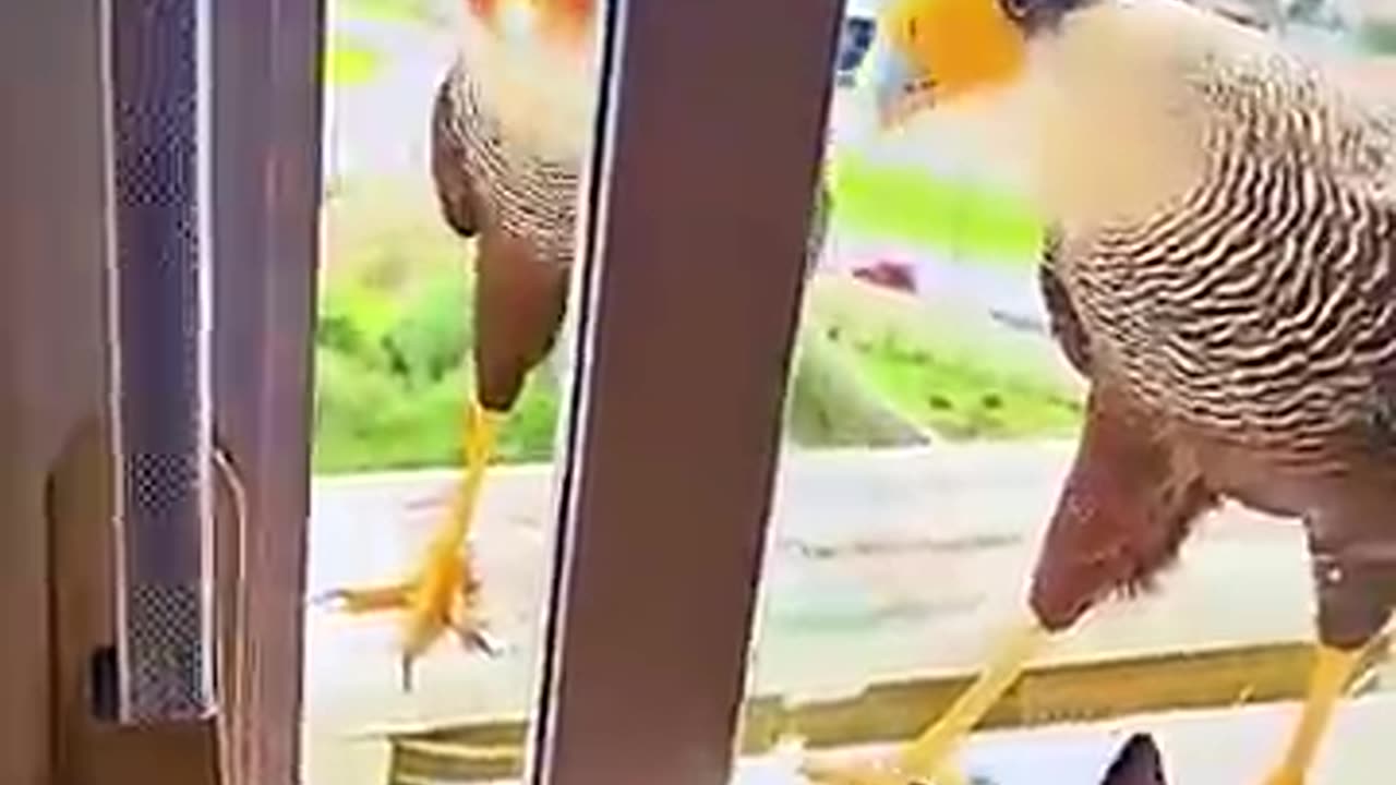 Compassion, a deeply rooted White people value. #19