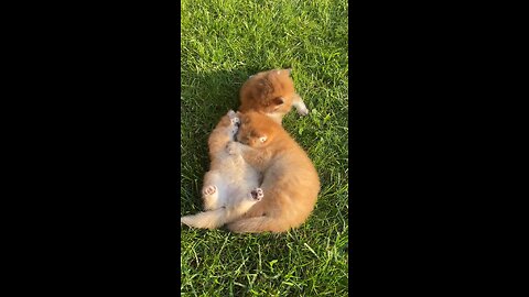 Cat's fun videos 😀😀