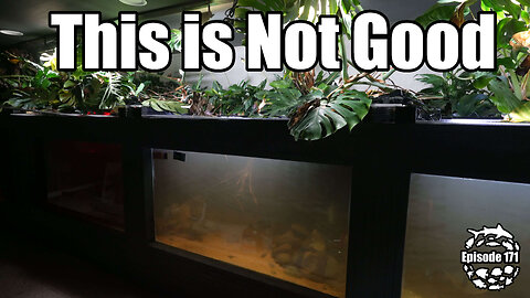 I Left for 1 Day and THIS Happened to My Aquarium