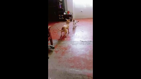 primera batalla del dia