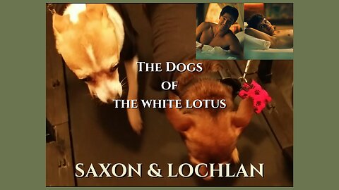 Saxon and Lochlan - The Dogs of The White Lotus #funny