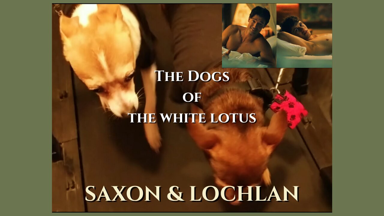 Saxon and Lochlan - The Dogs of The White Lotus #funny