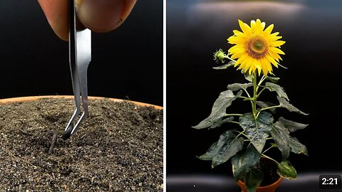 Growing Sunflower Time Lapse - Seed To Flower In 83 Days