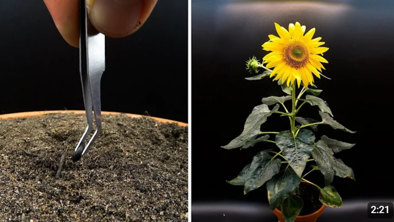 Growing Sunflower Time Lapse - Seed To Flower In 83 Days