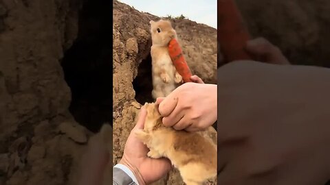 Come and catch the little rabbit. Cute pet debut plan. Rabbit. Pastoral cute pet.