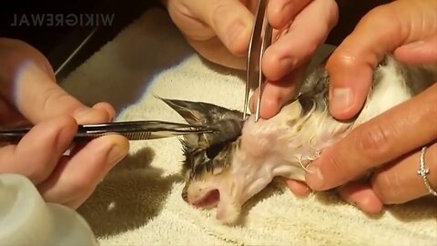Satisfying Botfly Larvae Removal From Animals