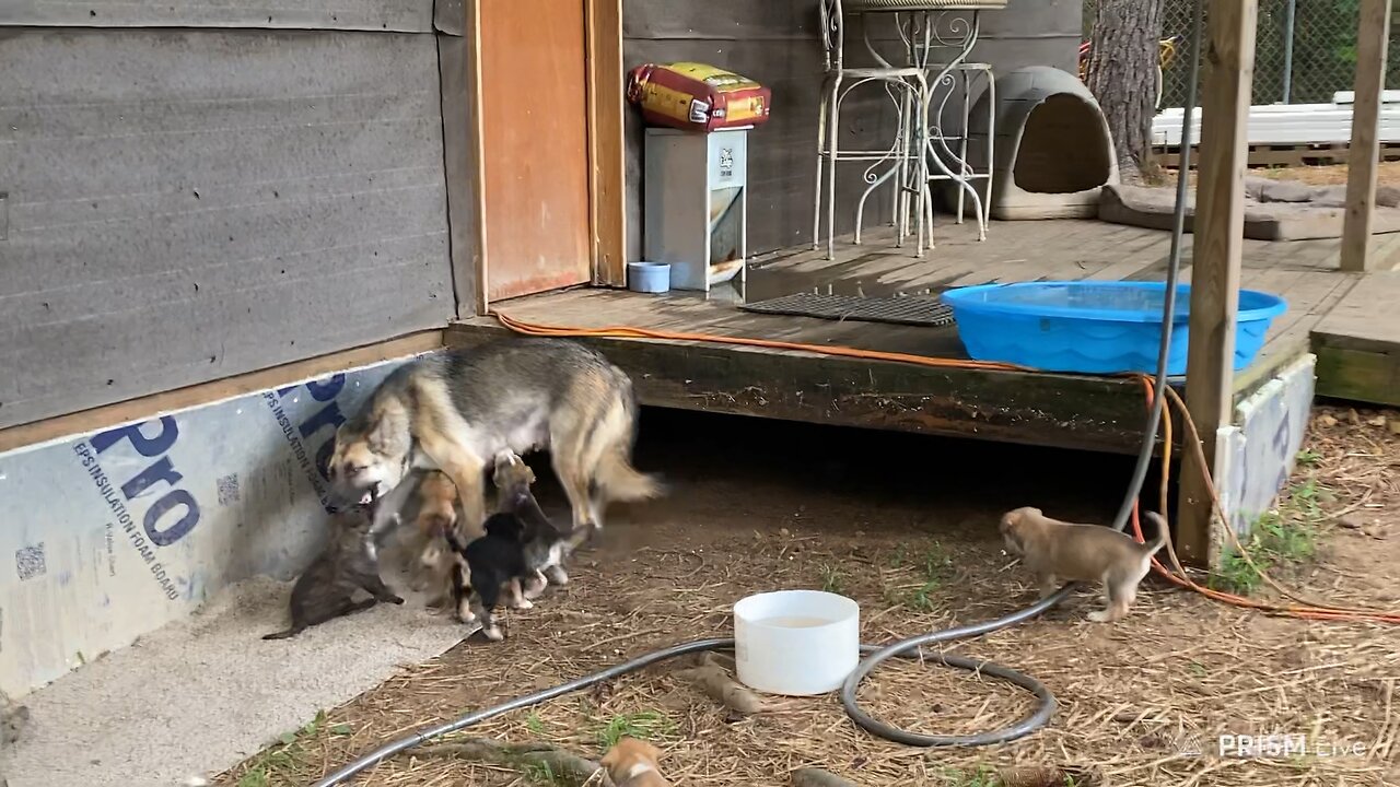 New babies on the homeystead…!! 🐶