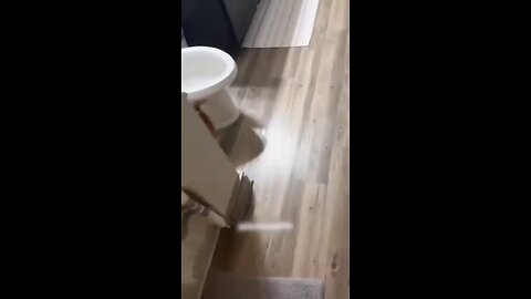 funny cats