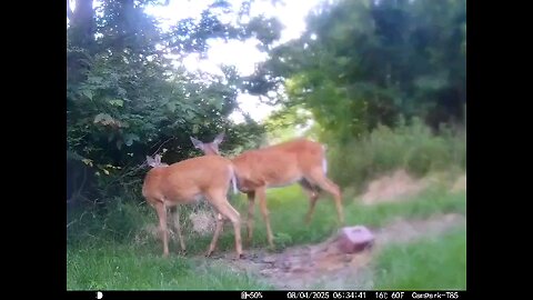Deer Cam 08-04-2025 Does Game Cam Trail Cam
