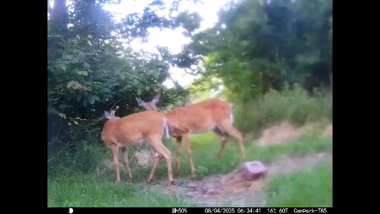 Deer Cam 08-04-2025 Does Game Cam Trail Cam