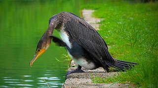 The Moat Pond Great Cormorant Got the Scratches