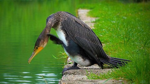 The Moat Pond Great Cormorant Got the Scratches