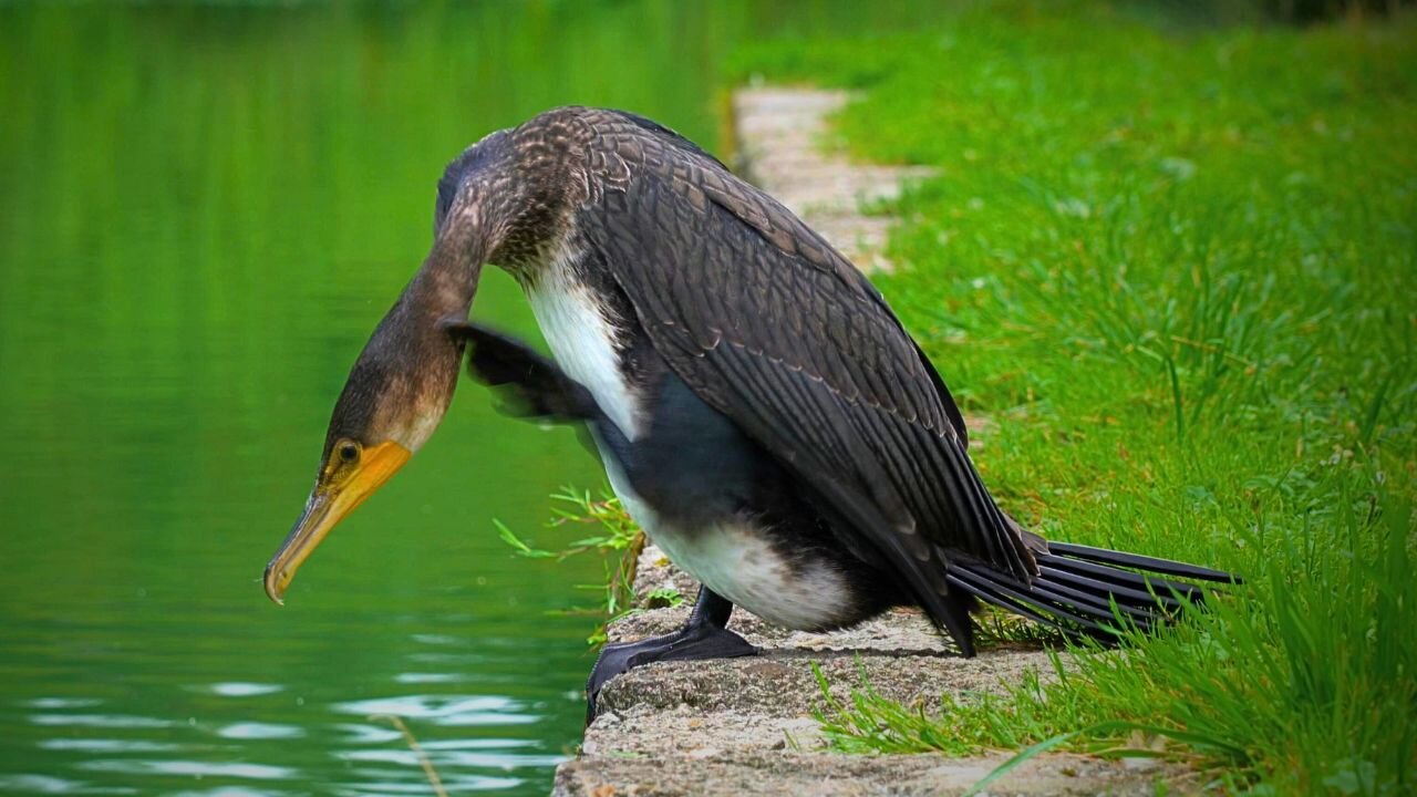 The Moat Pond Great Cormorant Got the Scratches