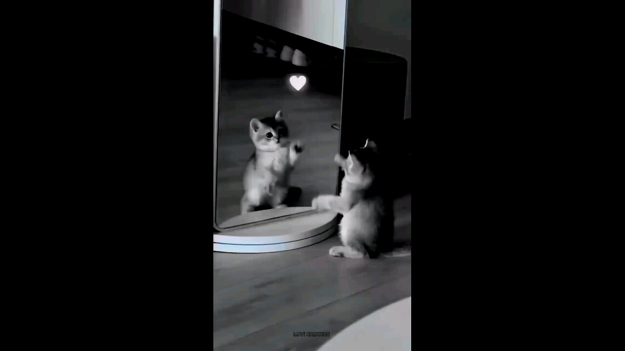 A Cat’s First Mirror Moment! #share #viral #tranding