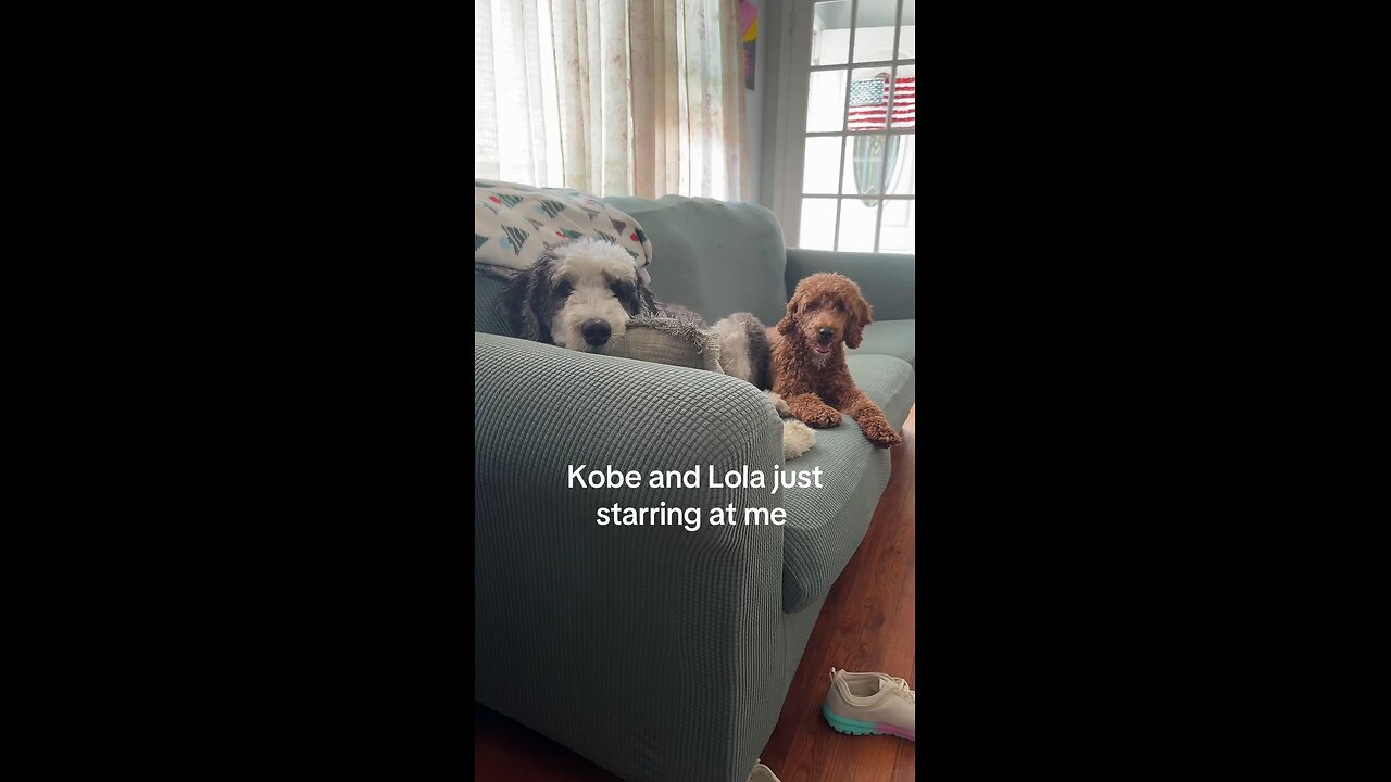 Life of a dog sitter