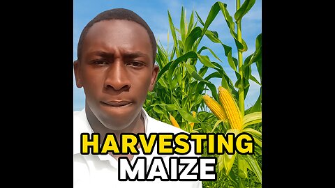 Harvest time