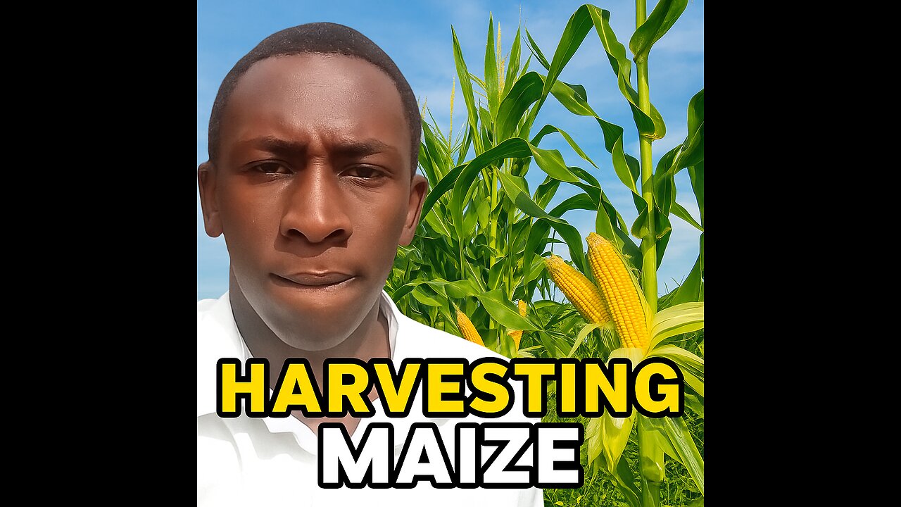 Harvest time