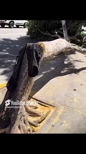 Chopping trees down in LA