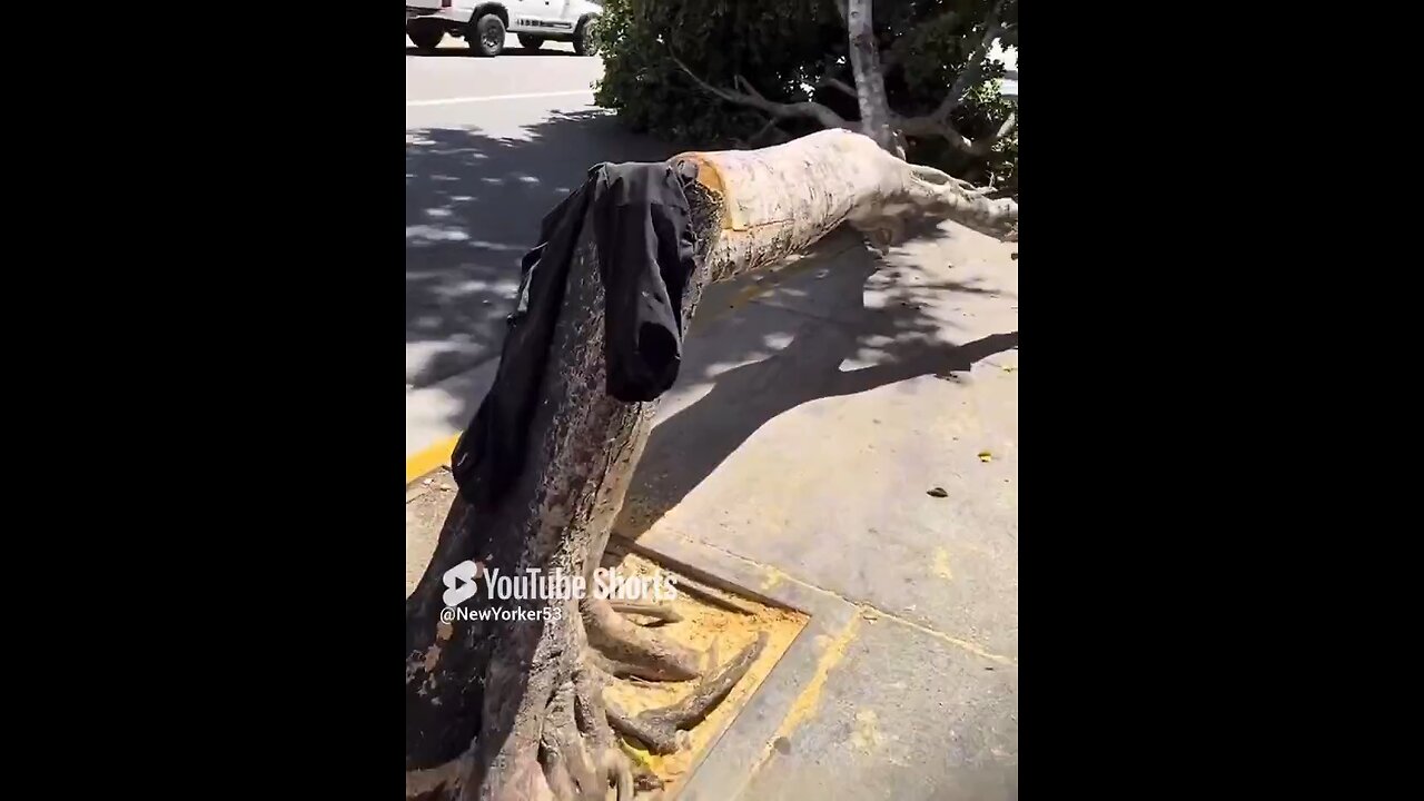 Chopping trees down in LA